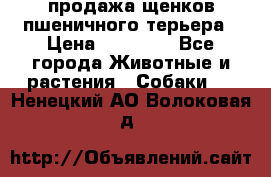 продажа щенков пшеничного терьера › Цена ­ 35 000 - Все города Животные и растения » Собаки   . Ненецкий АО,Волоковая д.